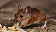 24 Hour & Emergency Exterminators in Grand Junction, CO